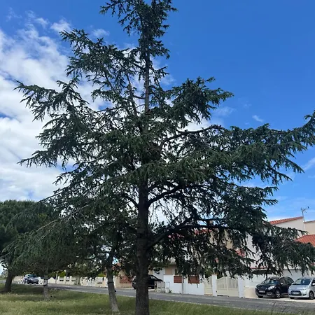 Magnifique T2 Au Calme à 4 Minutes à Pied De La * Saint-Cyprien (Pyrenees-Orientales)